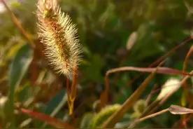立冬——祈祷全世界人民的健康幸福与和平！「图文原创」活着真好图片