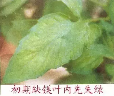 妞嶇墿缂虹礌鍘熷洜鍙婄己绱犵棁鐘跺鐓ц〃