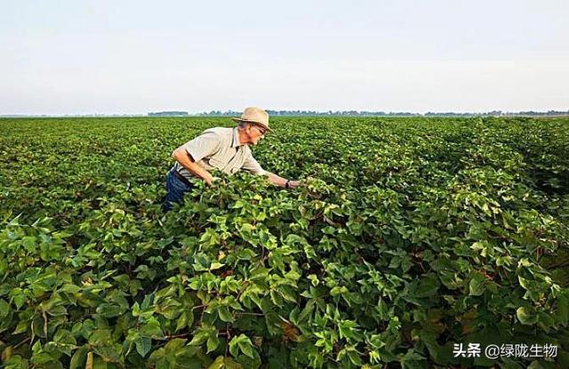 作物生长调节剂，氨基酸竟然这么重要！（一）
