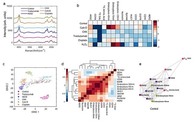 新型光学技术助力单个活细胞的超多组分分析