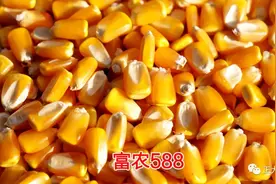 玉米什么时候收获最好？图片