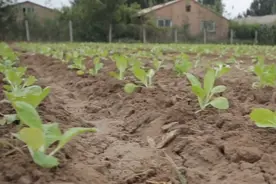 白菜栽苗易伤根，教你3个小技巧，不死苗，长势好图片