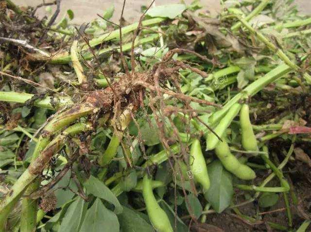 复合氨基酸水溶肥料，养根、护根、壮根,保障根深叶茂