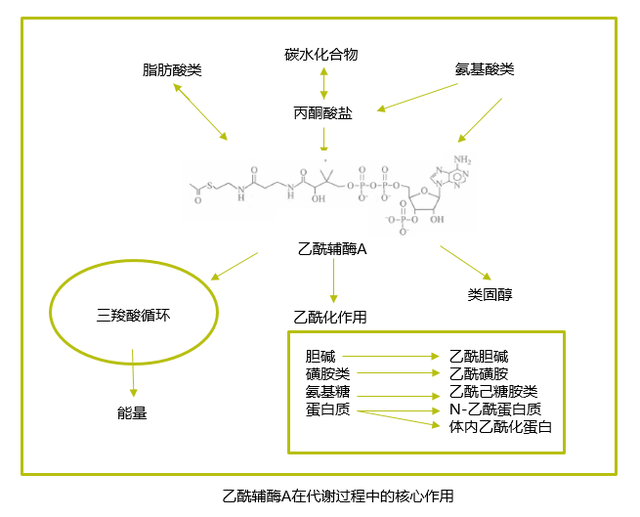 维生素营养与动物健康（二）