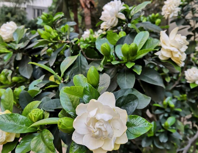 栀子花不适合家庭养？是你被“坑”了，它很好养，掌握技巧即可