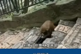 花2.5元看猴，3万元LV包被猴抢！女子大喊：别撕，我给你开图片