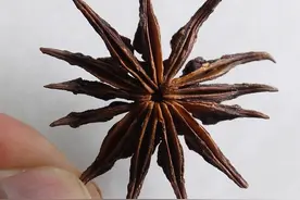 八角很提香，假八角却有剧毒！爱用八角的你请看清楚→图片