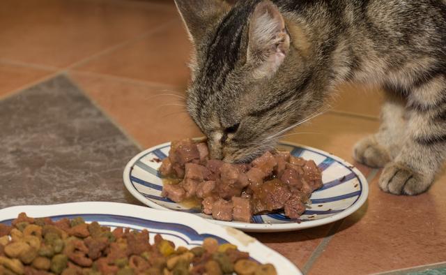 猫罐头不能乱吃,吃对了猫咪胖乎乎,吃错了猫咪严重挑食