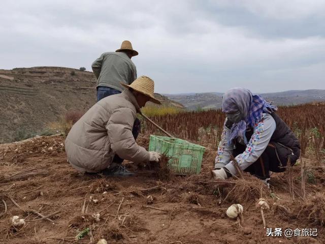 兰州甜百合，可以生吃的百合