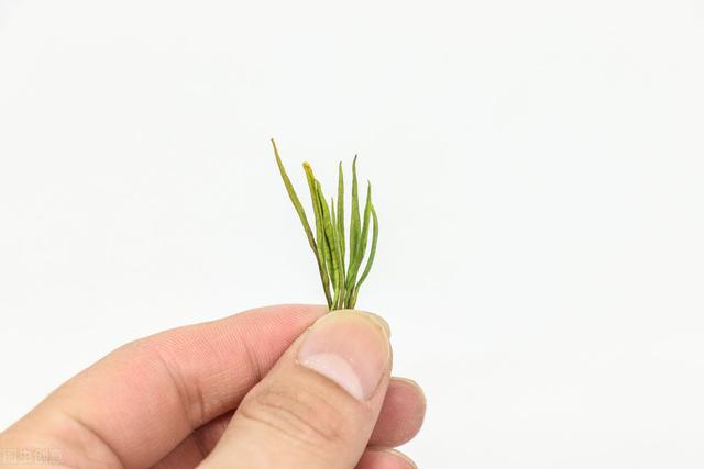 如何正视茶叶中的“氨基酸”？