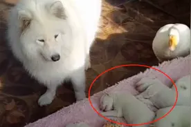 大白狗生了6只小狗，全被大白鹅抢去，狗妈只好认怂：惹不起图片