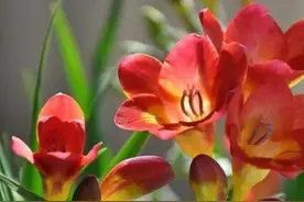 5种“香水花”，妖娆又艳丽，家里养一盆，比香水都好闻图片