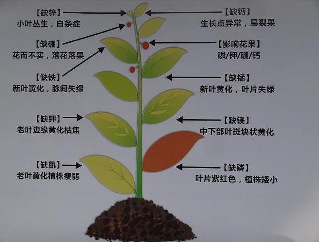 什么是微量元素？铁肥有哪些类型？