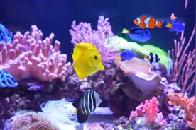 新手‘入海’必备的6种海水鱼，皮实又好养图片