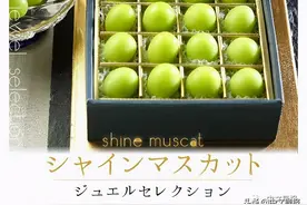 日本高级葡萄品种流通中韩 走私农作物罚款达千万图片