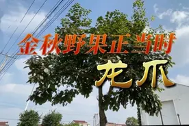 鲜美海安丨金秋野果正当时——龙爪图片