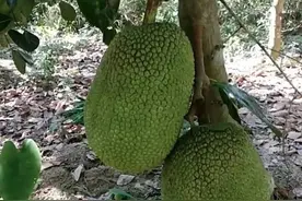 越南红心菠萝蜜图片