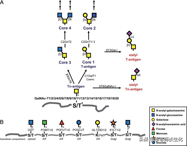 蛋白质的糖基化修饰（二）