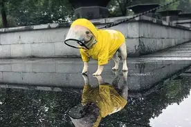 新“遛狗神器”卖爆了！商家：没人给差评图片