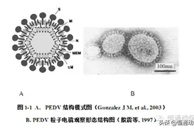 2分钟教你认识猪流行性腹泻病毒图片