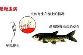 鱼虾蟹！镜检碰到虫不认识？再也不怕了，收藏起来这几十种图片！图片