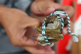网络“白菜价”，现实卖不动，大闸蟹旺季遇冷？吃货：不交智商税图片
