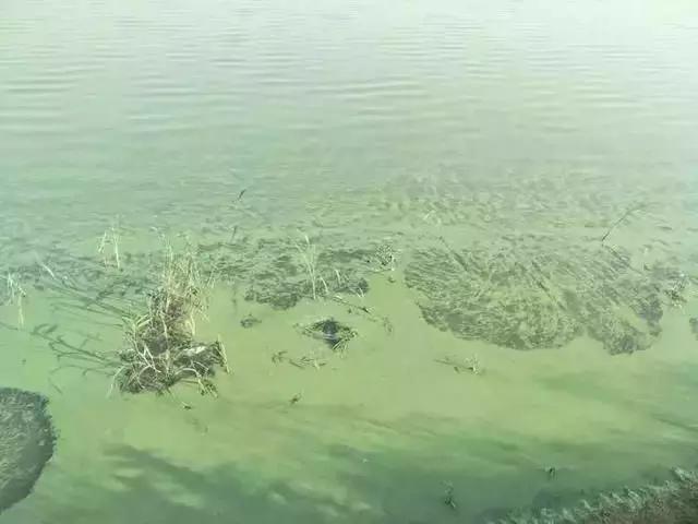 原来池塘“倒藻”与“蓝藻爆发”，还有这样的关系