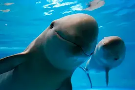 自带微笑的保护区——何王庙长江江豚保护区图片