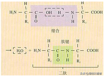 氨基酸池，生命之池，动物合成蛋白质的材料来源。