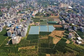 贵港这个村80多亩荒地竟成了网红采摘地图片