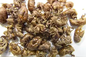 每日中药——蝉蜕图片