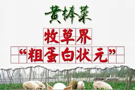 创业种植黄棒菜，实现养殖一体化，健康营养蛋白养猪，养羊，养牛图片