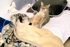 猫咪仰躺睡在床上，像人类一样枕着枕头，这是要进化了？图片