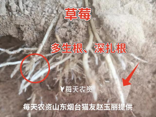 一招教你如何辨别好根、坏根，秒变“识根专家”