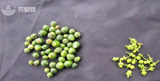 鑺辨湡琛ョ〖锛岃繕鏄ˉ閽欓晛纭硷紵杩樻槸鍏ㄩ兘琛ワ紵瀹為獙鏁版嵁鍛婅瘔浣犺琛ヤ粈涔? onerror=