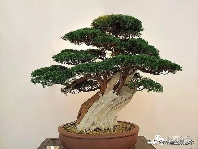 珍藏级柏树盆景(60幅)