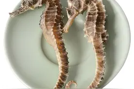 中药古今研究：海马图片