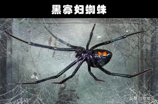 细数世界各地存在的10大奇怪的毒蜘蛛