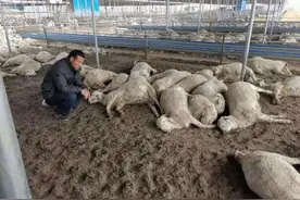 老乡养的羊突然全部死了，怎么回事图片