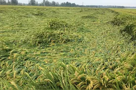 水稻倒伏怎么办？防治补救看这里图片