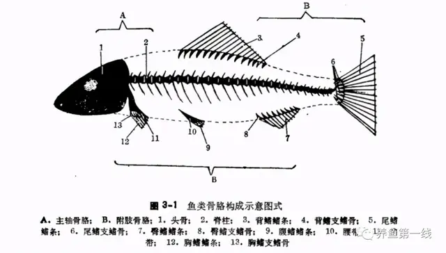 鱼鳞由什么组成