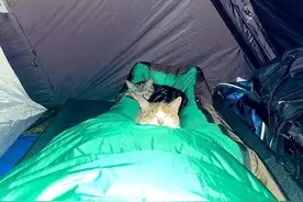 岛国小哥野外露营被“鬼压床”，元凶竟然是…流浪猫哈哈哈图片