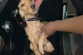 河南：跟错主人有多惨，6个月的金毛仅6斤重，主人：没饿死就不错图片