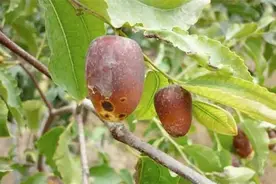 枣树主要病害及其防治技术，赶紧看，太实用了图片