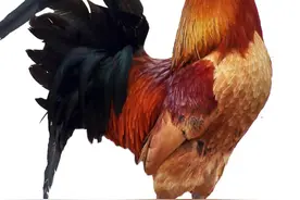 可怜的鸡！图片