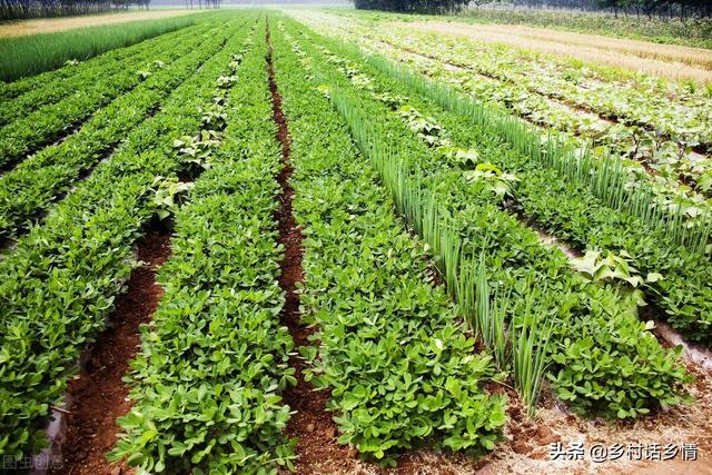 这三种自制的农家肥，用来种菜效果真好，高产稳产还防病害