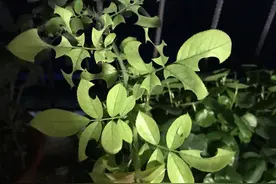 哪来的臭虫子？月季叶啃成这样还有救吗？图片