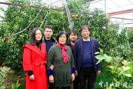 中国第一棵“红美人”，成就了宁波这一家人，“做农民，是我们一辈子的荣光”图片