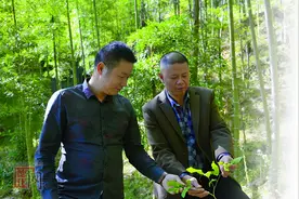做活“林下经济”带领村民脱贫致富图片