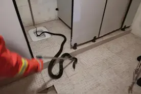 居民不可“轻敌”，入室黑蛇竟是眼镜王蛇图片